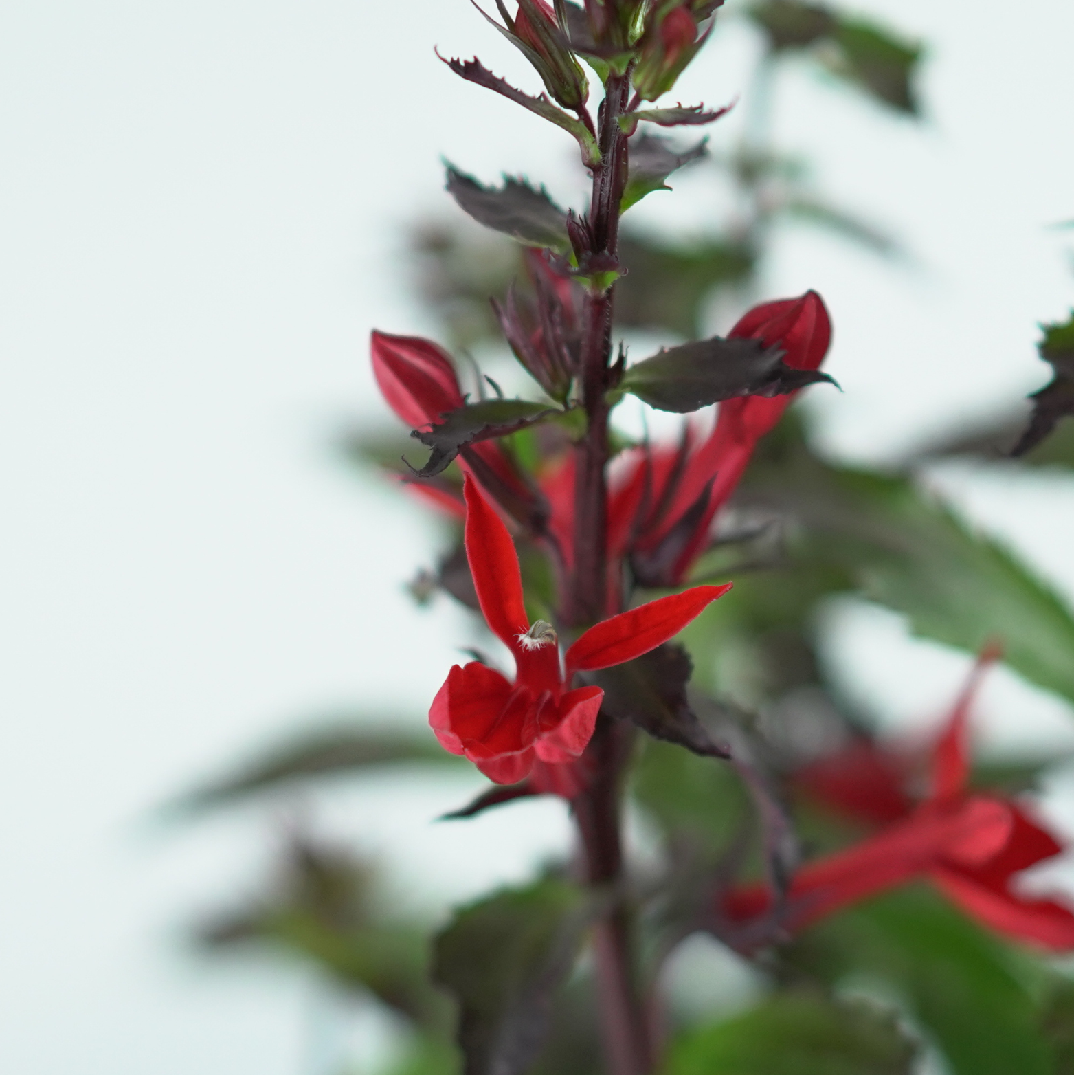 LOBELIA SPECIOSA 'STARSHIP' Lobelia okazała