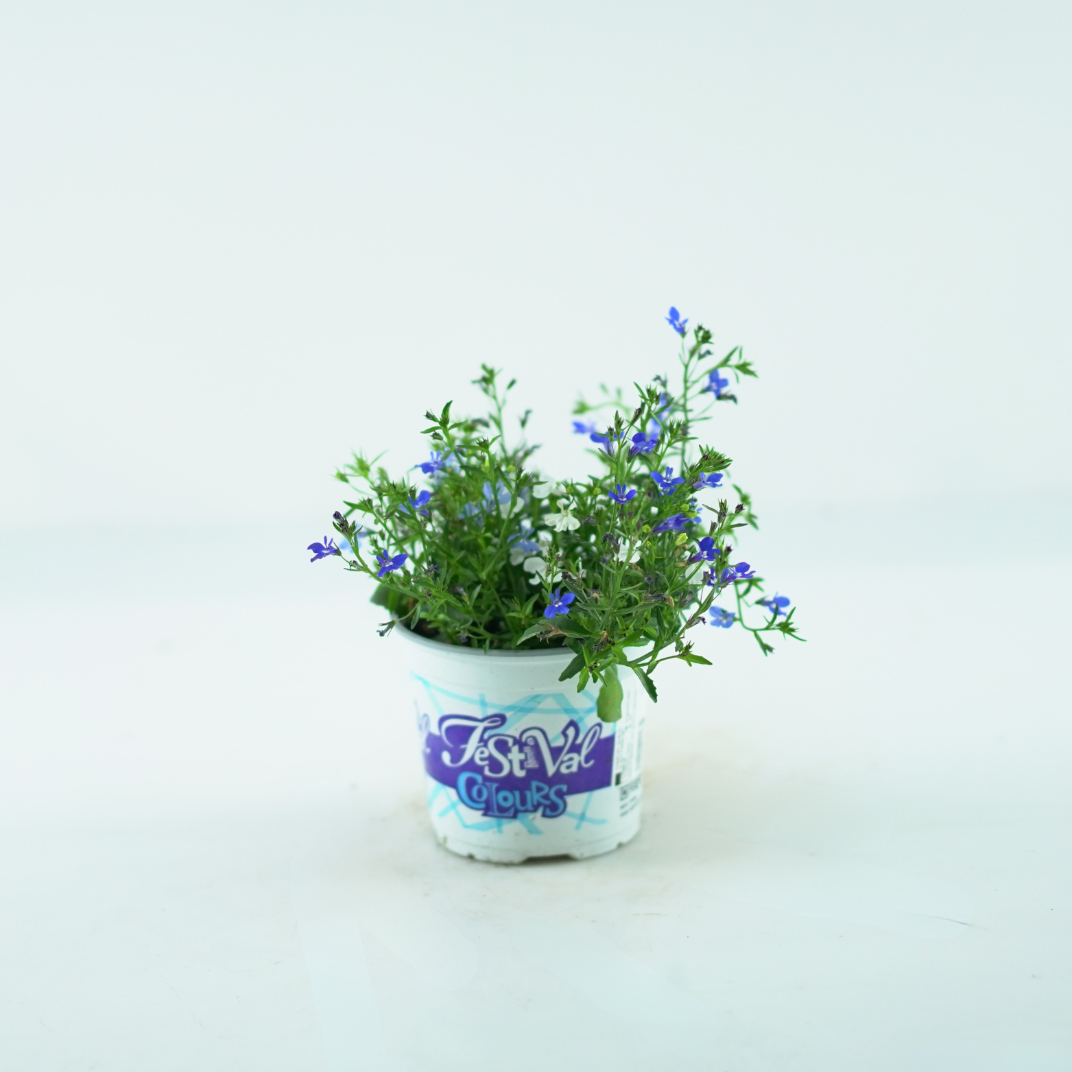 LOBELIA ERINUS Lobelia przylądkowa