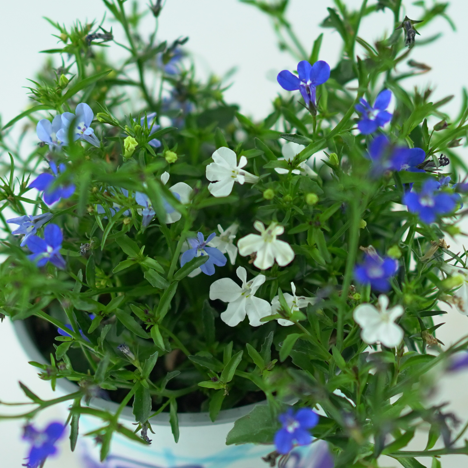 LOBELIA ERINUS Lobelia przylądkowa