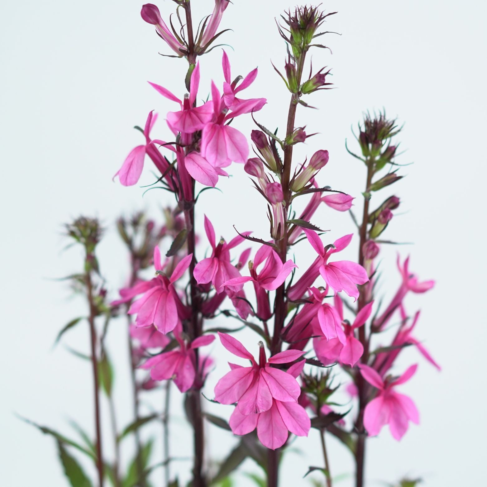 LOBELIA SPECIOSA 'STARSHIP' Lobelia okazała