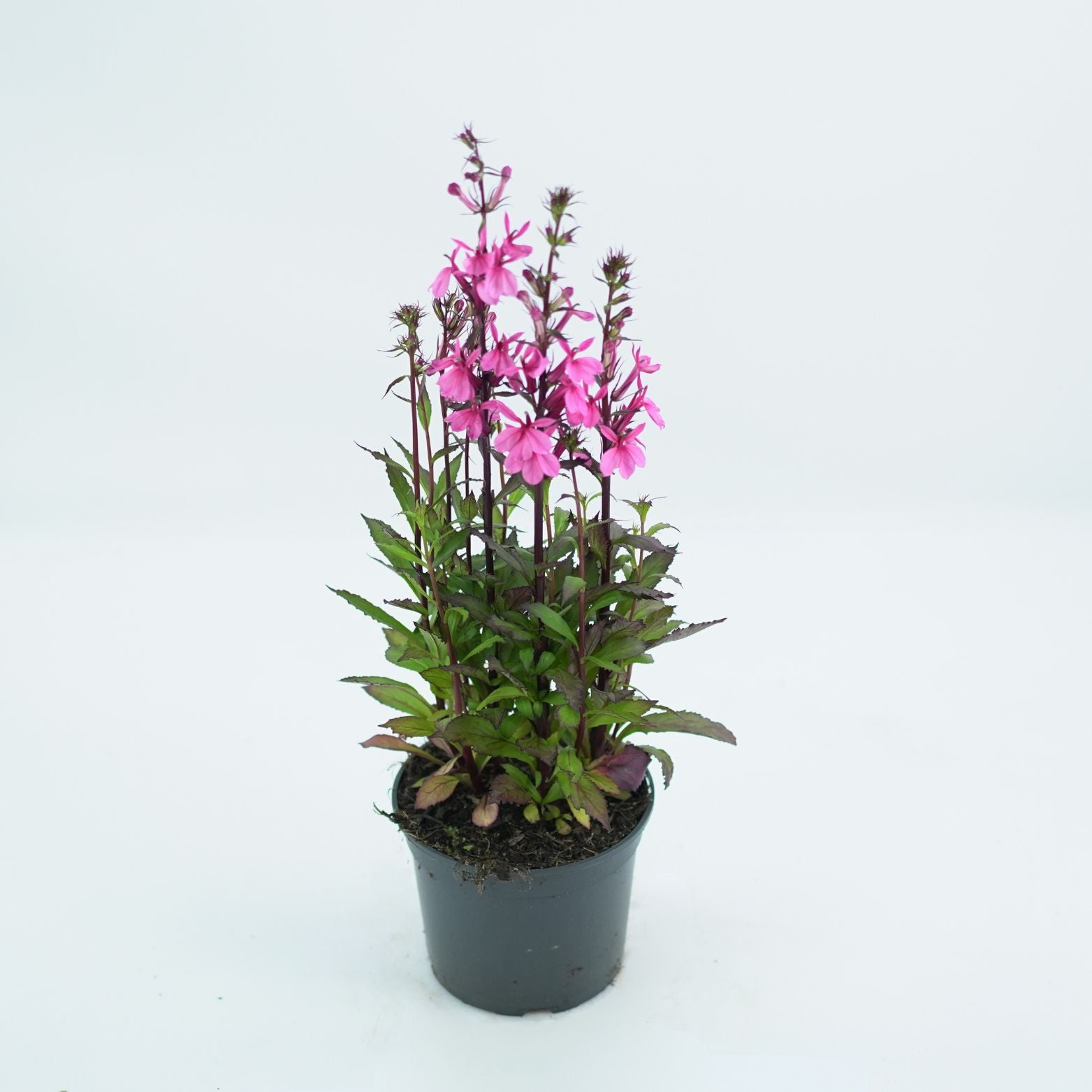 LOBELIA SPECIOSA 'STARSHIP' Lobelia okazała