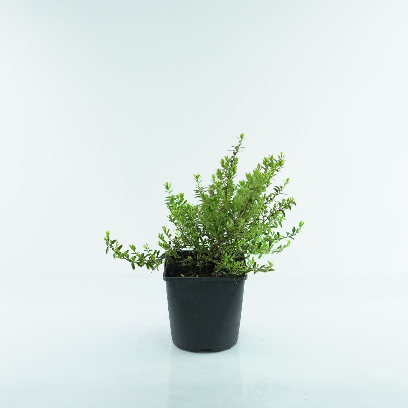 LONICERA NITIDA 'Lemon Beauty' Suchodrzew lśniący