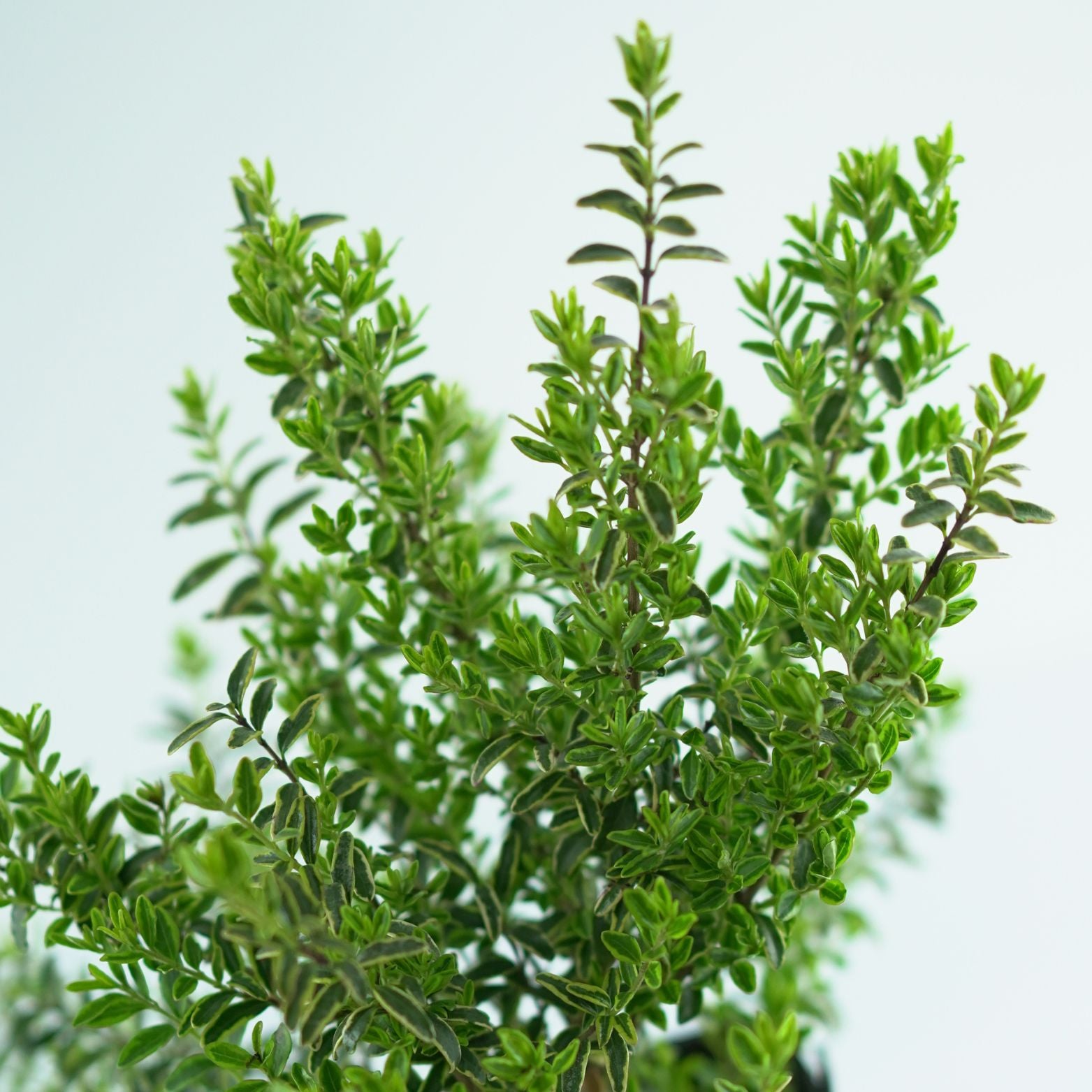 LONICERA NITIDA 'Lemon Beauty' Suchodrzew lśniący