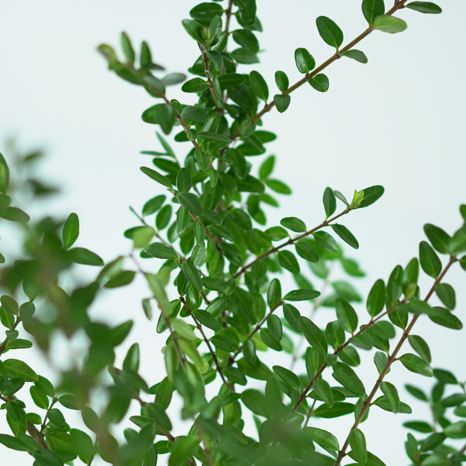 LONICERA NITIDA 'ELEGANT' Suchodrzew lśniący