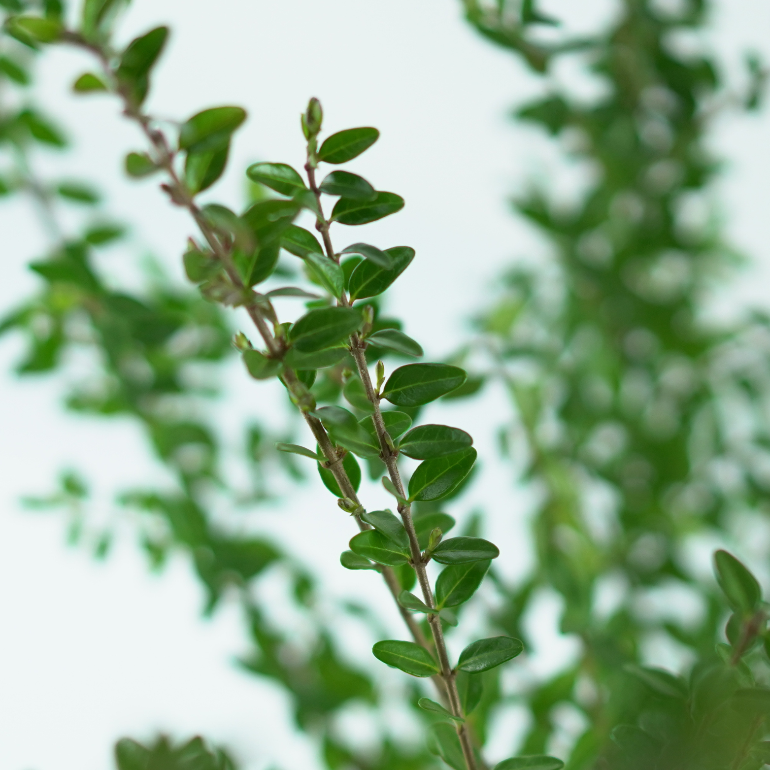LONICERA NITIDA 'ELEGANT' Suchodrzew lśniący