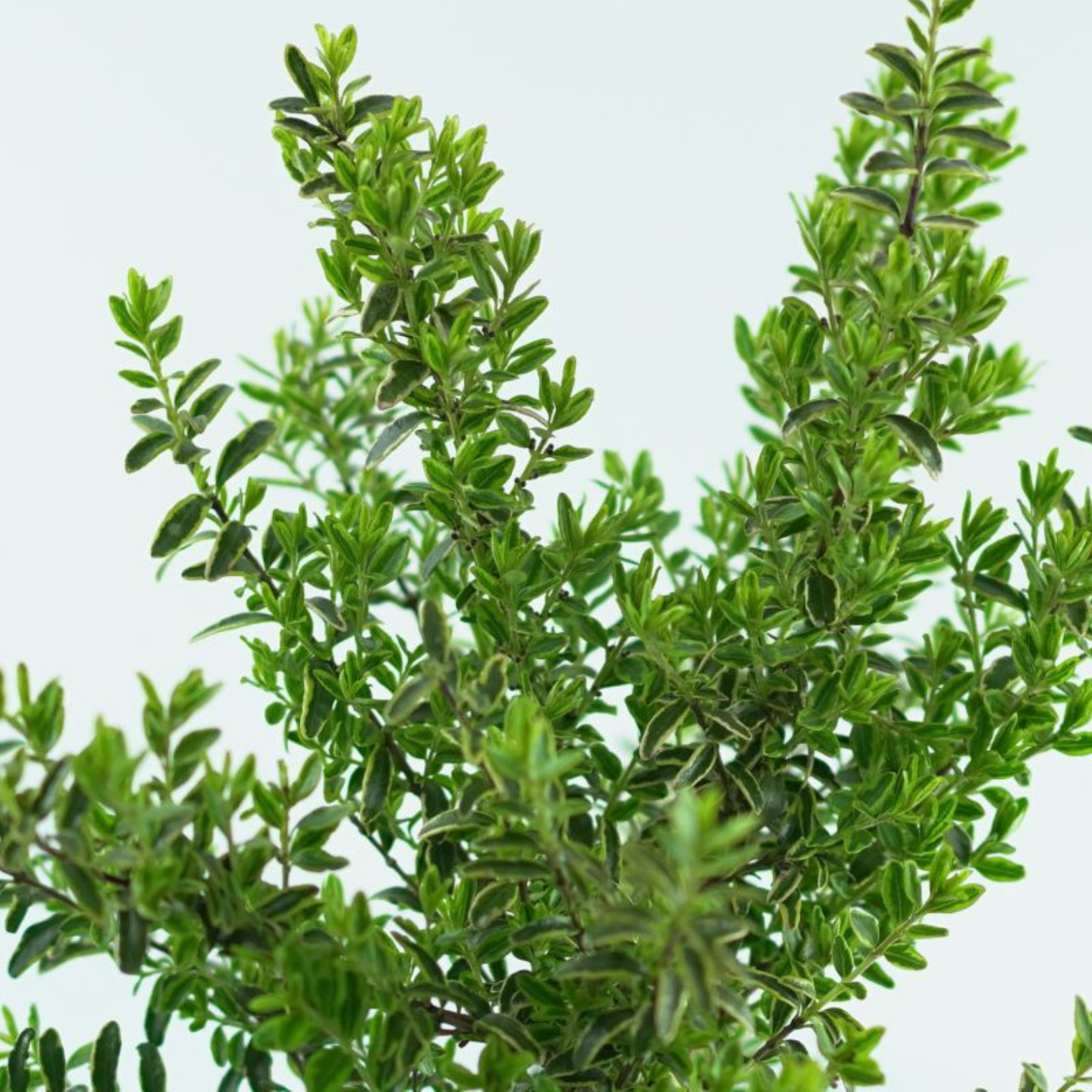 LONICERA NITIDA 'Lemon Beauty' Suchodrzew lśniący