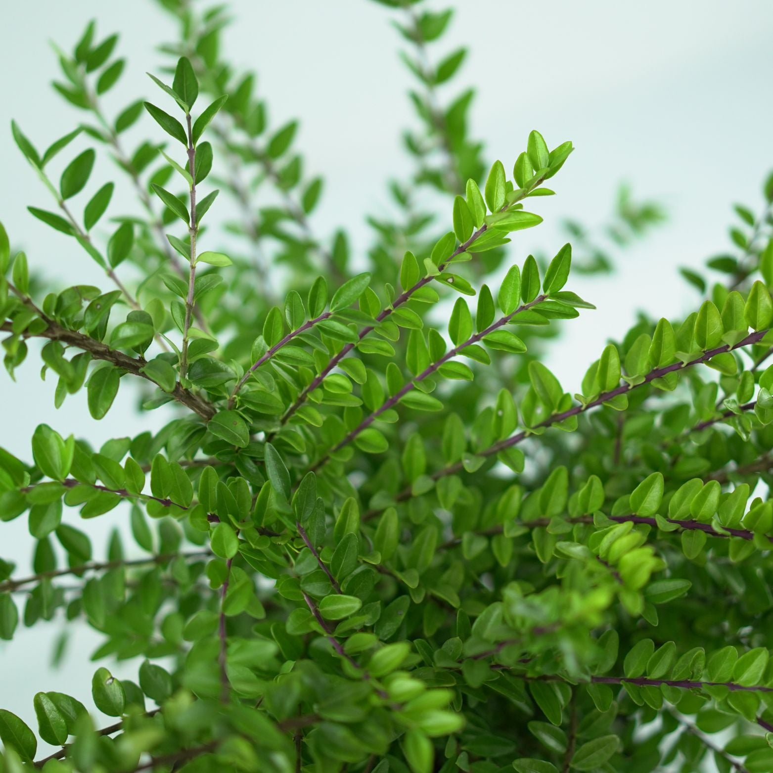 LONICERA NITIDA 'Maigrun' Suchodrzew lśniący