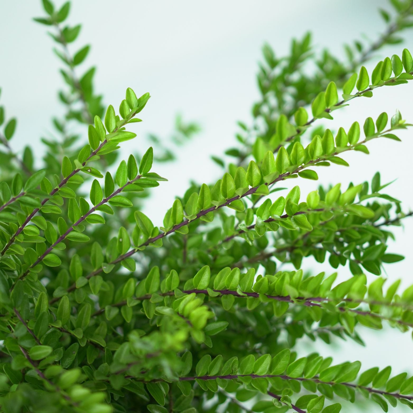 LONICERA NITIDA 'Maigrun' Suchodrzew lśniący