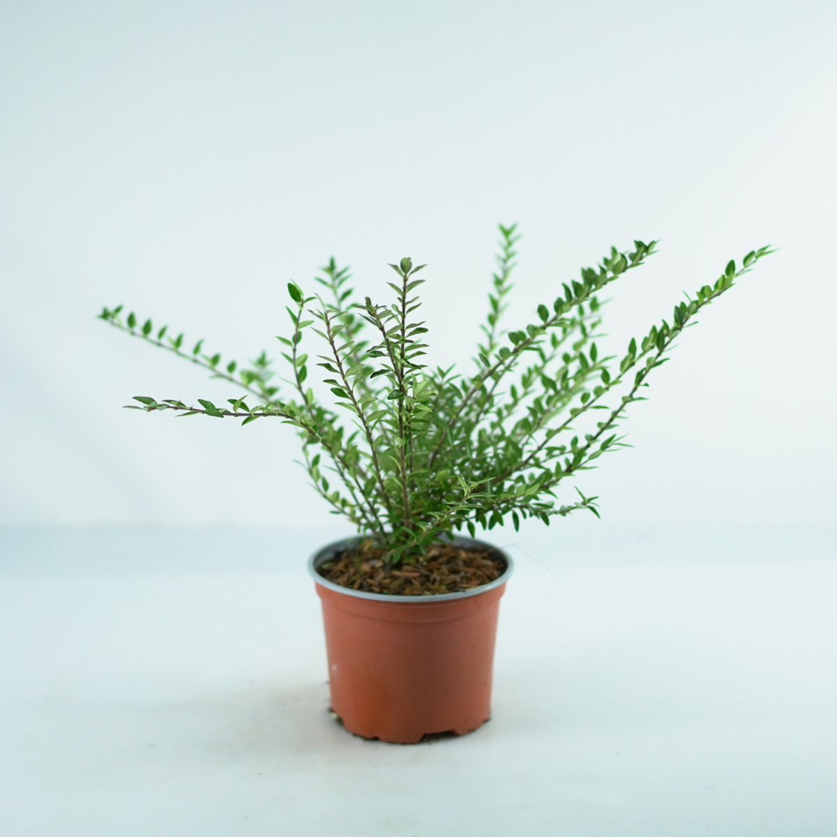 LONICERA PILEATA ‘MOSS GREEN’ Suchodrzew chiński
