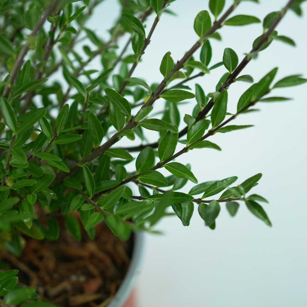 LONICERA PILEATA ‘MOSS GREEN’ Suchodrzew chiński