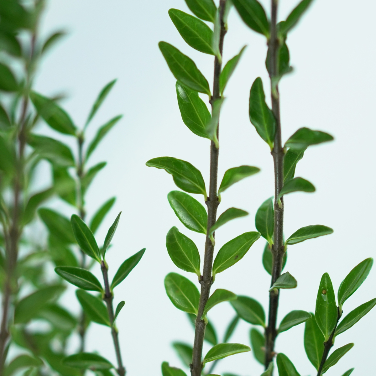 LONICERA PILEATA ‘MOSS GREEN’ Suchodrzew chiński