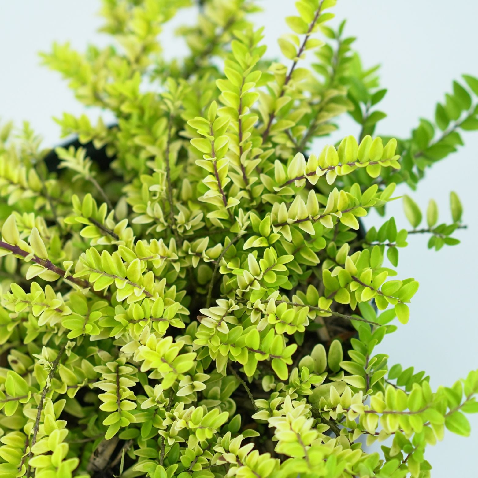LONICERA NITIDA 'Golden Glow' Suchodrzew lśniący