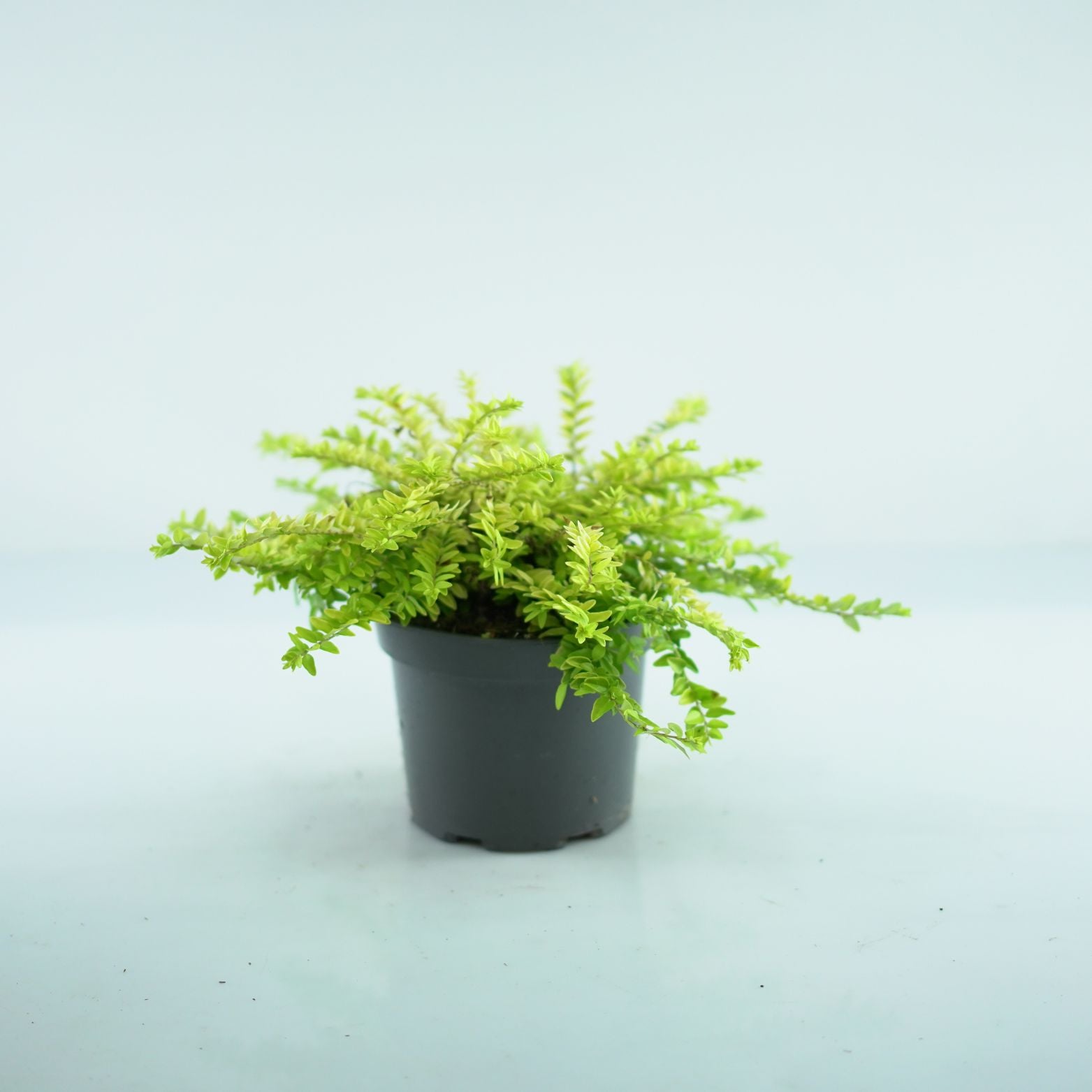 LONICERA NITIDA 'Golden Glow' Suchodrzew lśniący