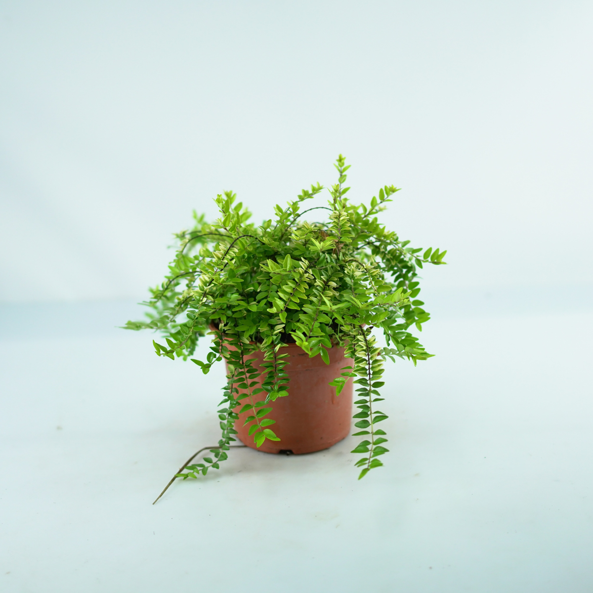 LONICERA NITIDA 'Golden Glow' Suchodrzew lśniący