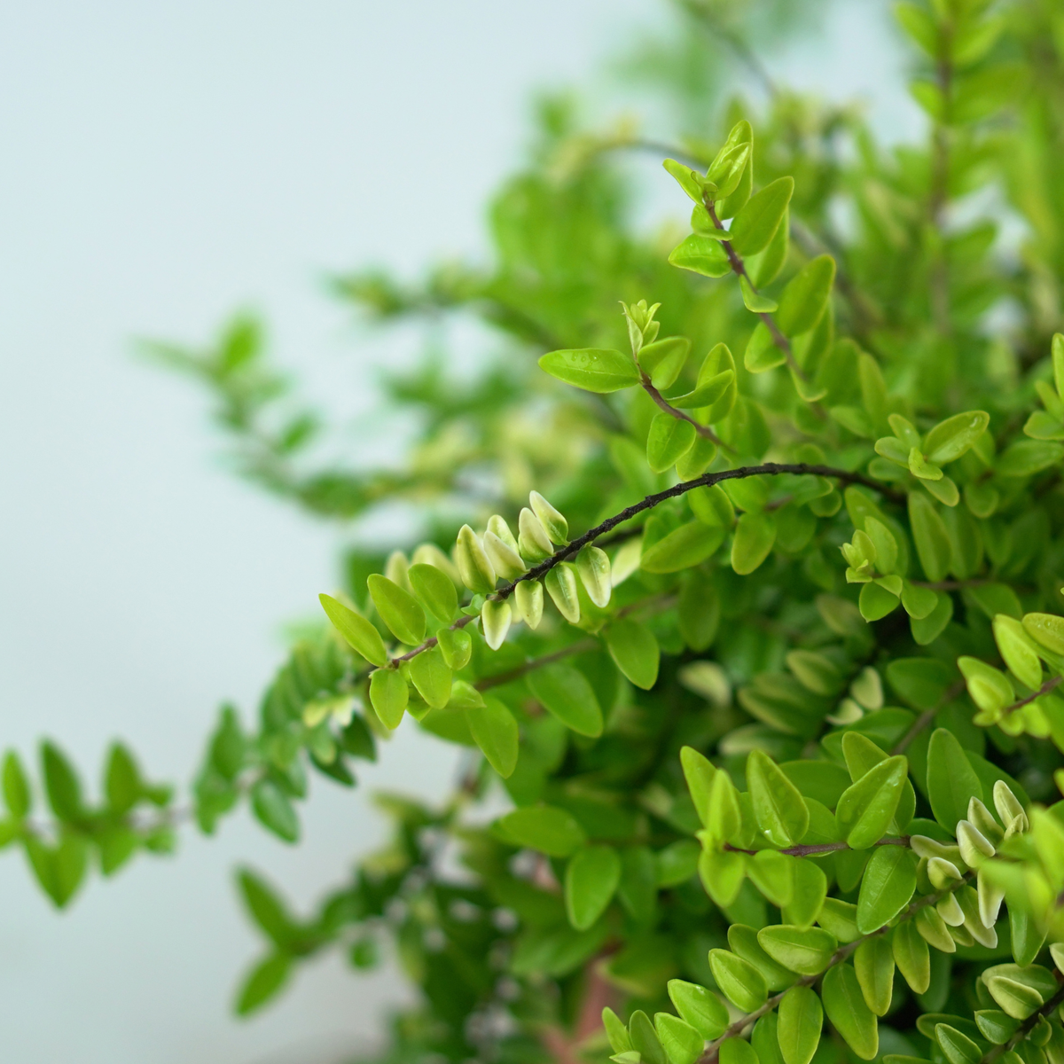 LONICERA NITIDA 'Golden Glow' Suchodrzew lśniący