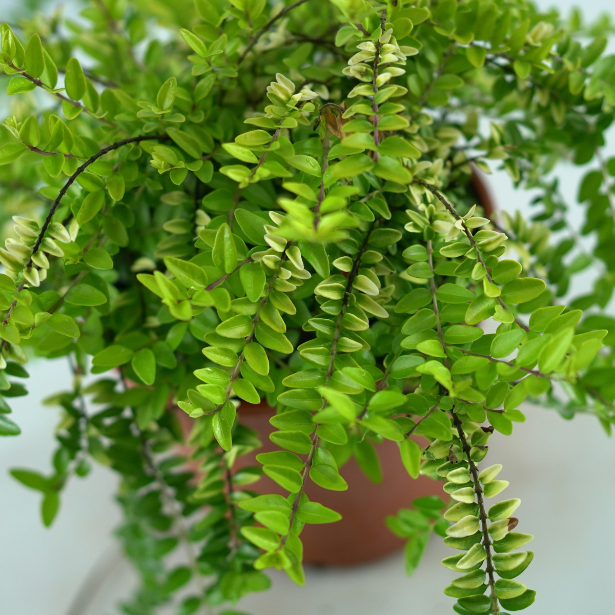 LONICERA NITIDA 'Golden Glow' Suchodrzew lśniący