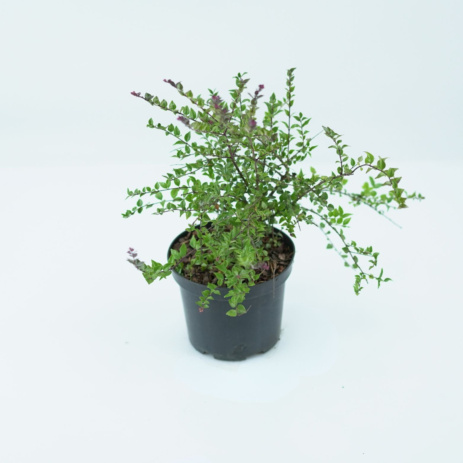 LONICERA NITIDA 'RED TIPS' Suchodrzew czerwonolistny