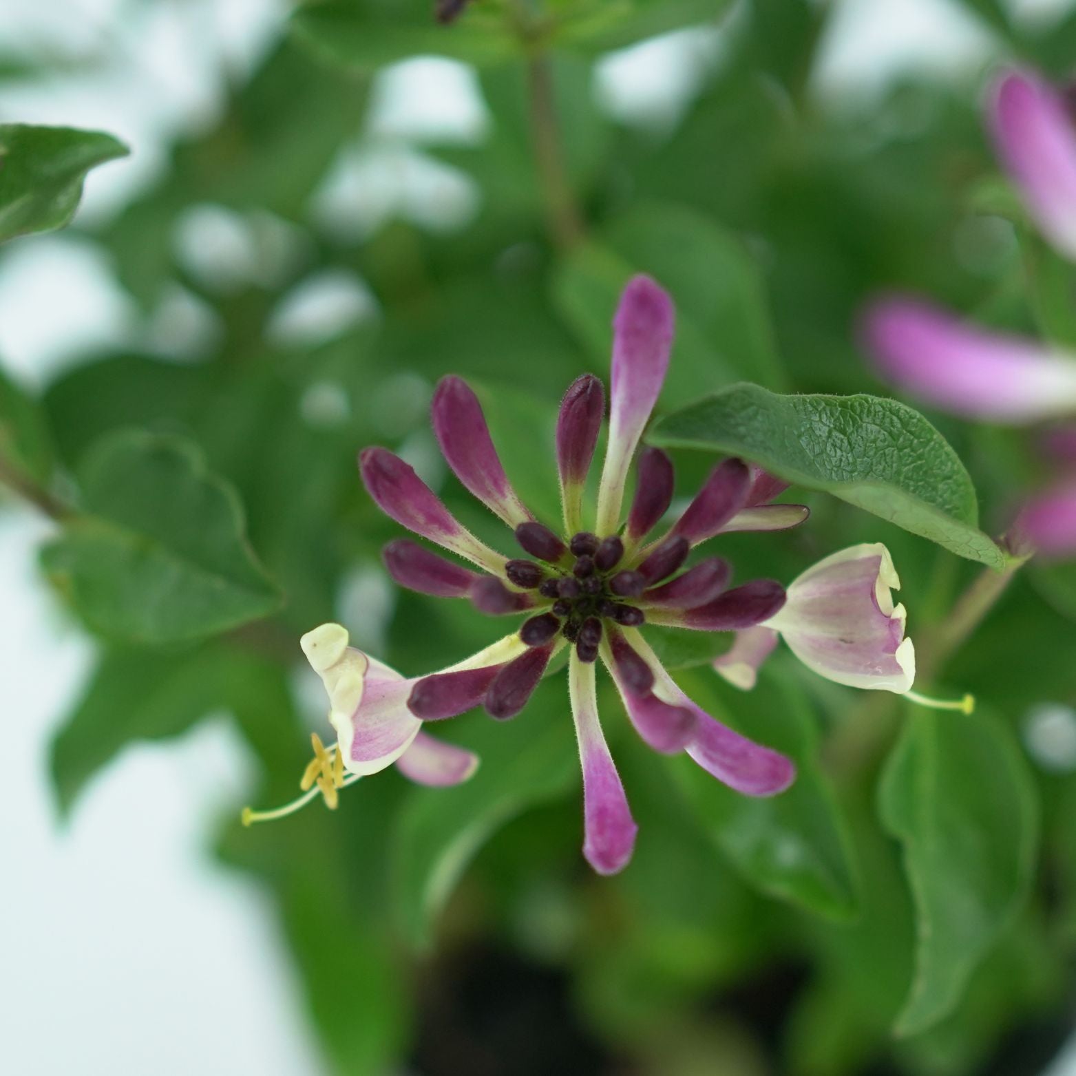 LONICERA PERICLYMENUM 'CHIC & CHOC' Wiciokrzew pomorski