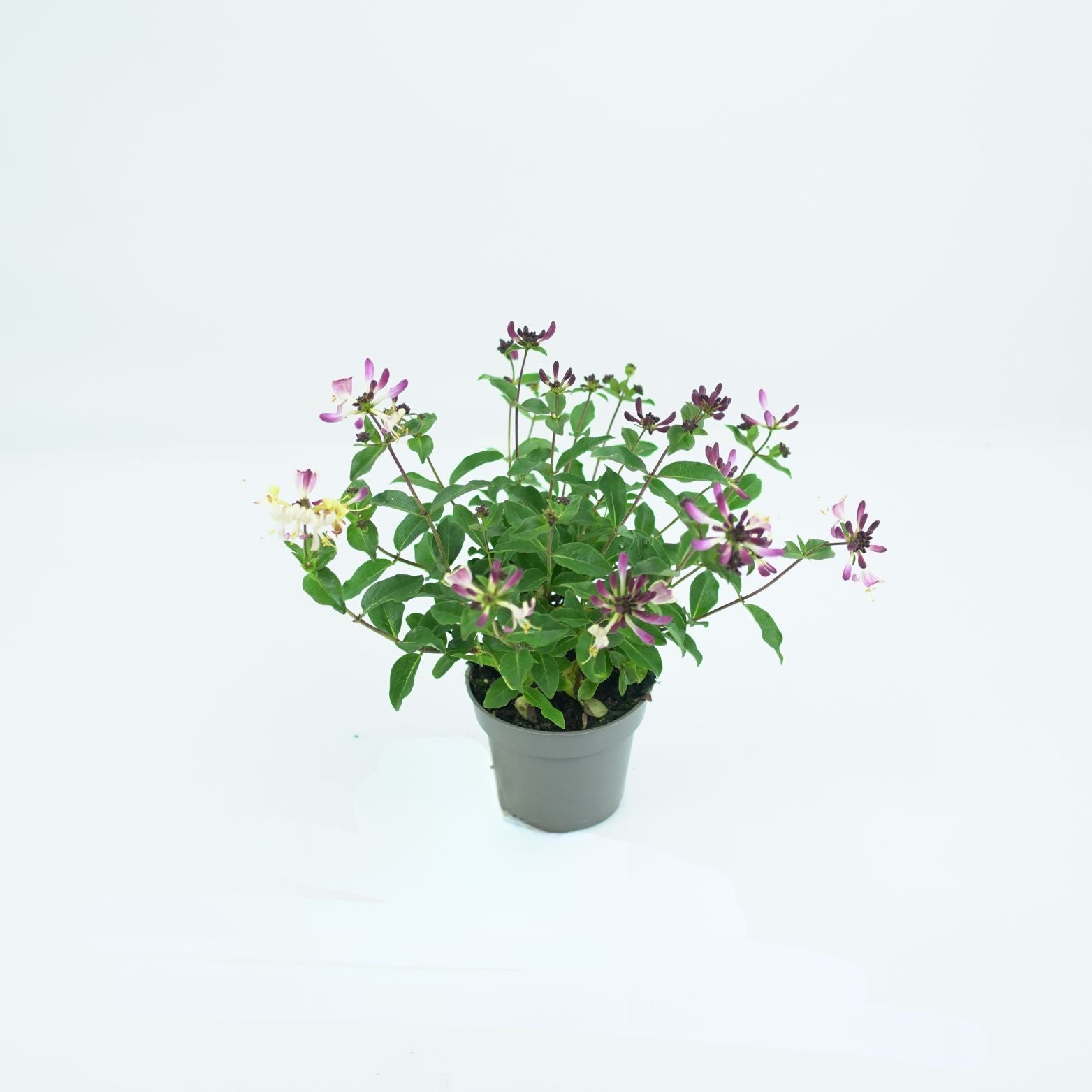 LONICERA PERICLYMENUM 'CHIC & CHOC' Wiciokrzew pomorski