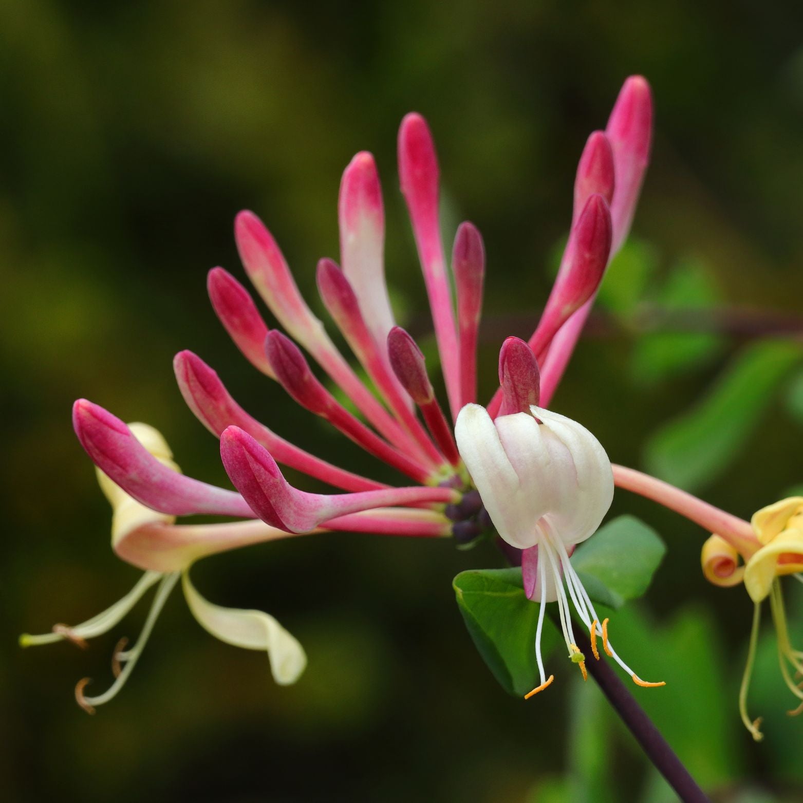 LONICERA PERICLYMENUM 'Serotina' Wiciokrzew