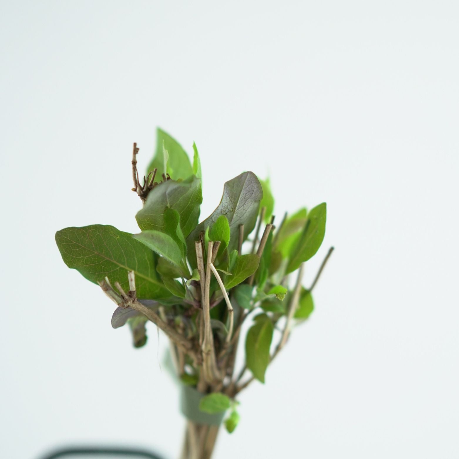  LONICERA PERICLYMENUM 'Serotina' Wiciokrzew