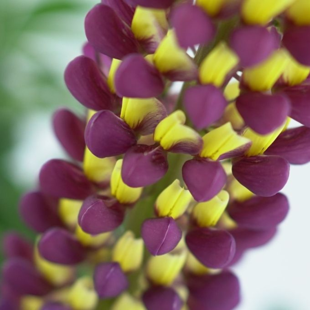 LUPINUS POLYPHYLLUS Łubin trwały