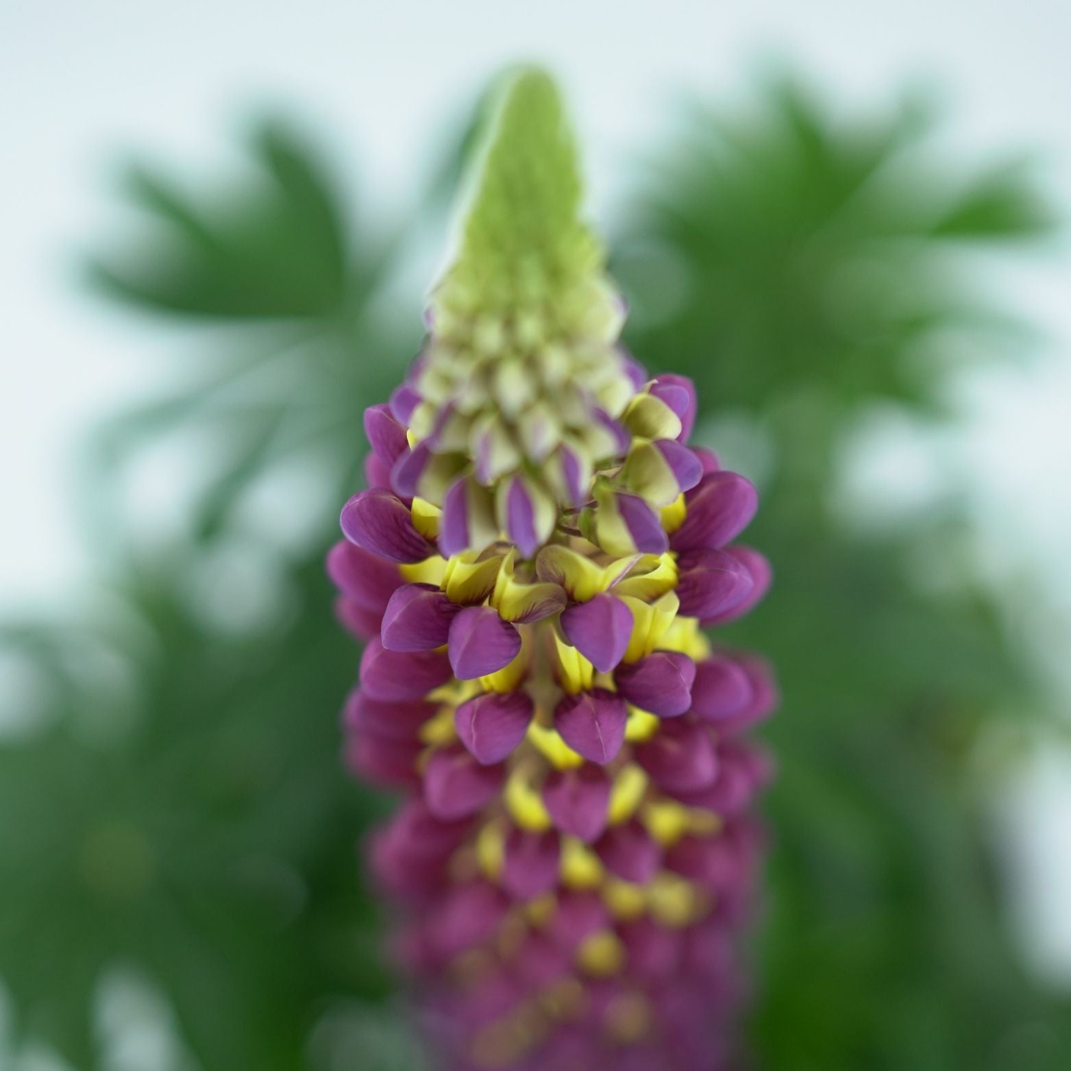 LUPINUS POLYPHYLLUS Łubin trwały