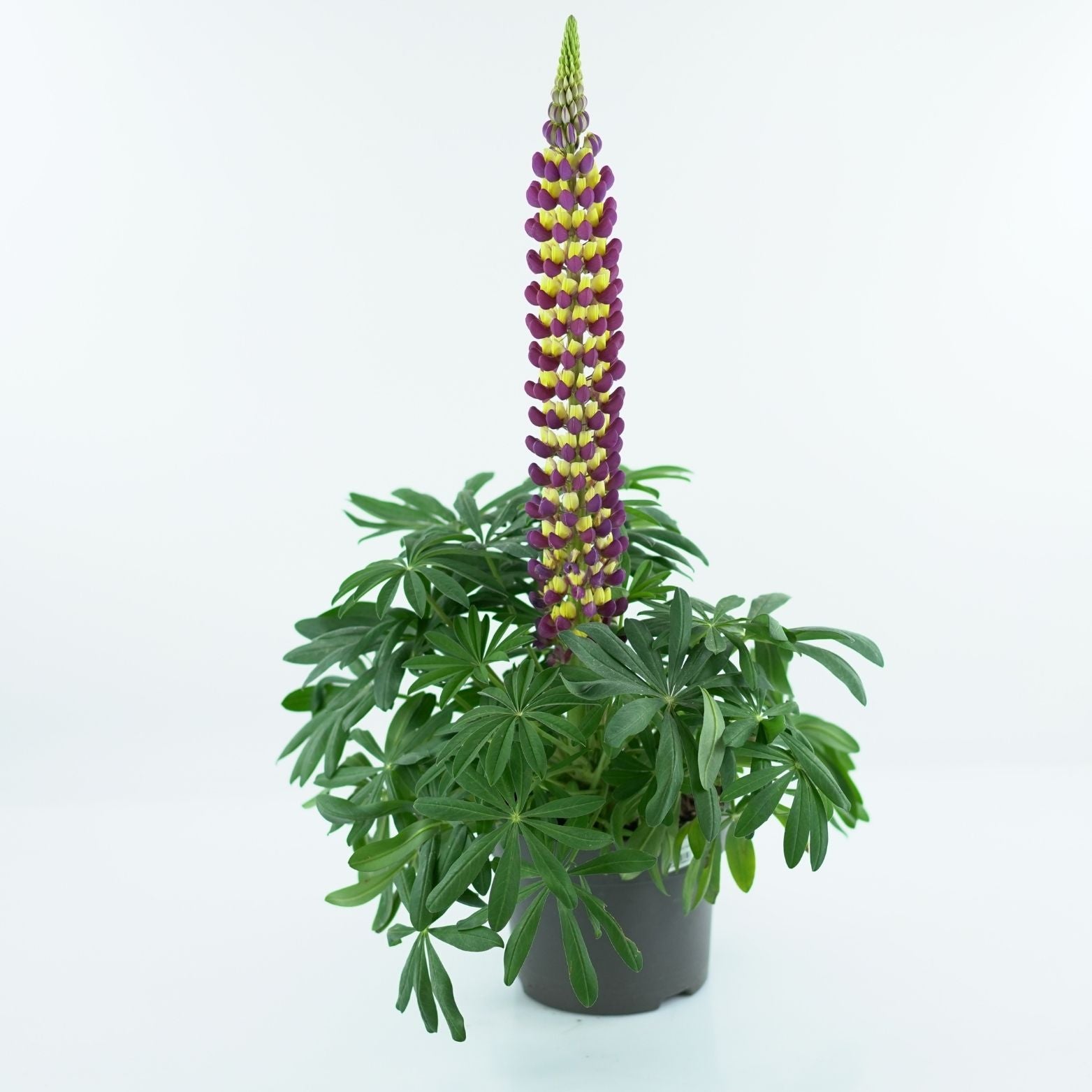 LUPINUS POLYPHYLLUS Łubin trwały