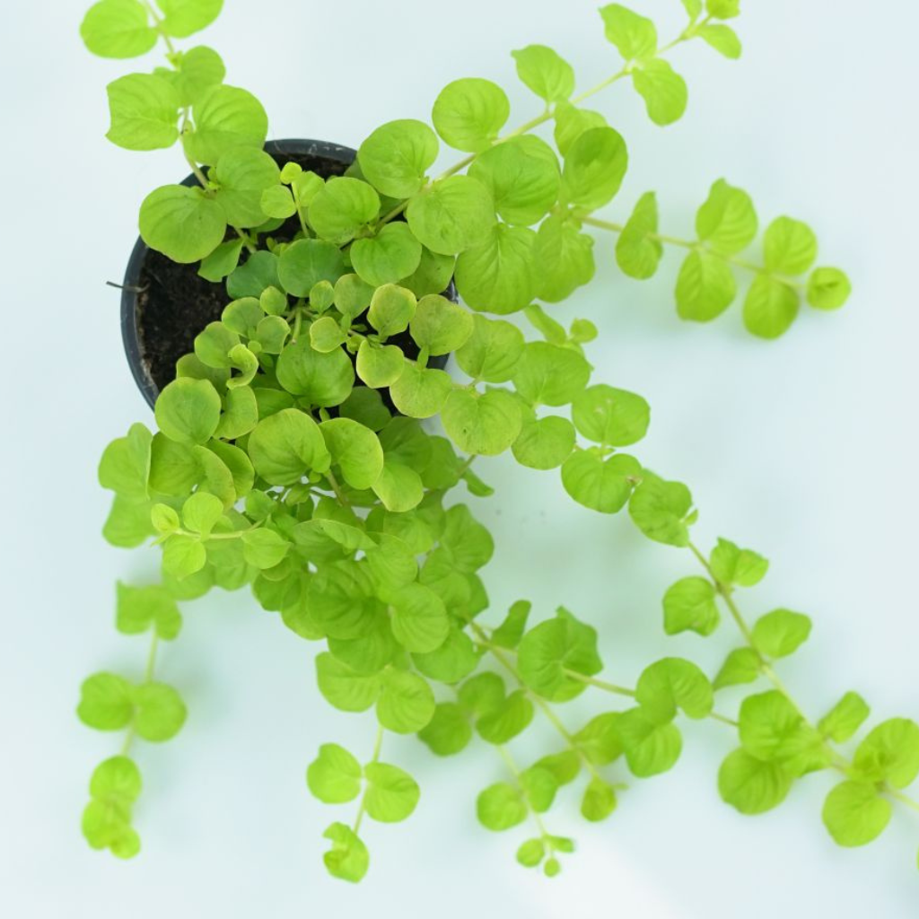LYSIMACHIA NUMMULARIA Tojeść rozesłana