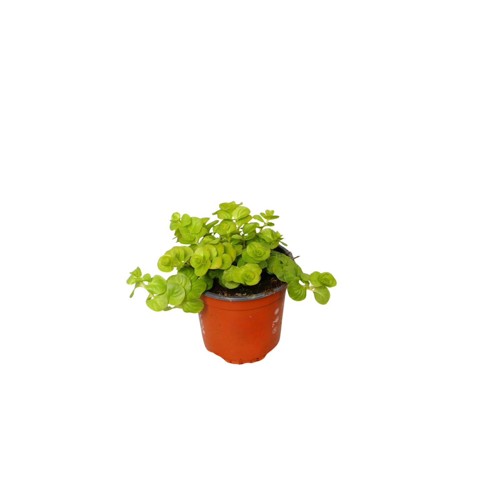LYSIMACHIA NUMMULARIA Tojeść rozesłana