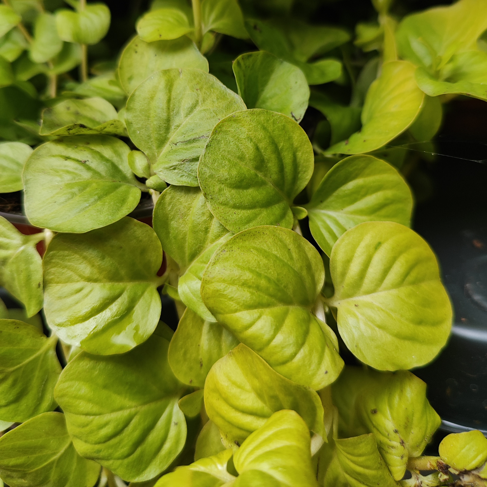 LYSIMACHIA NUMMULARIA Tojeść rozesłana
