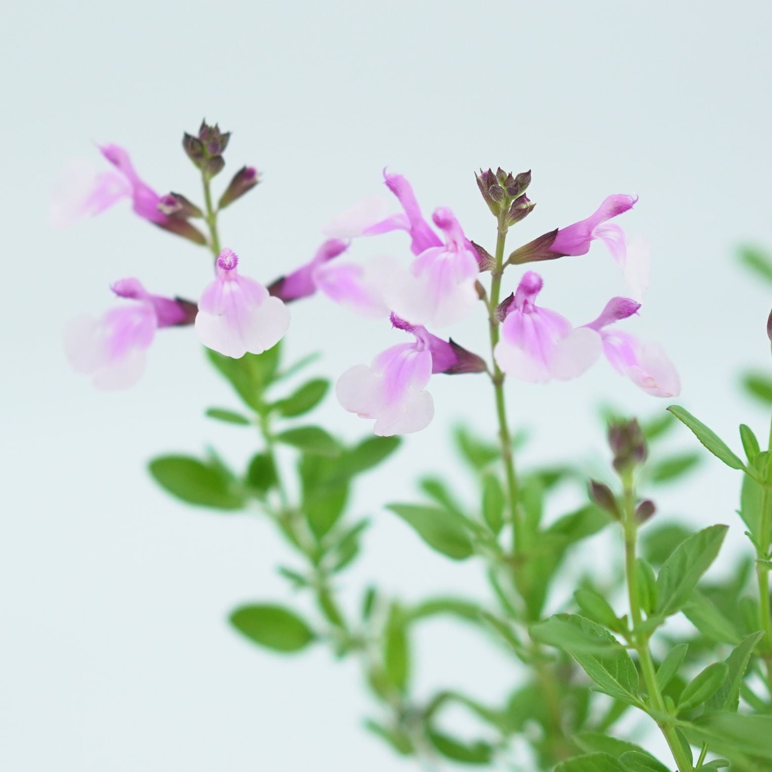 LYTHRIUM SALICARIA 'ROBERT' Krwawnica pospolita