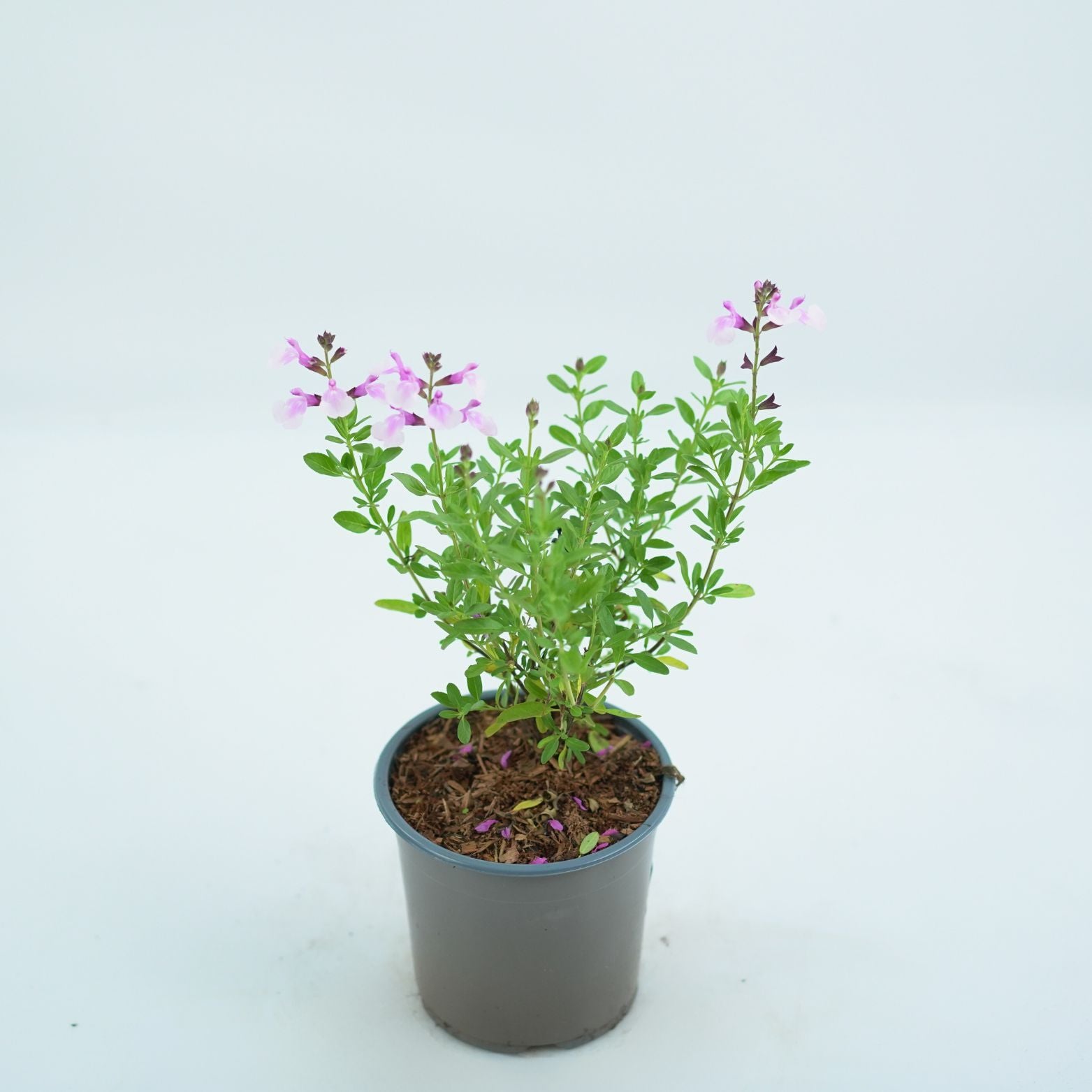 LYTHRIUM SALICARIA 'ROBERT' Krwawnica pospolita