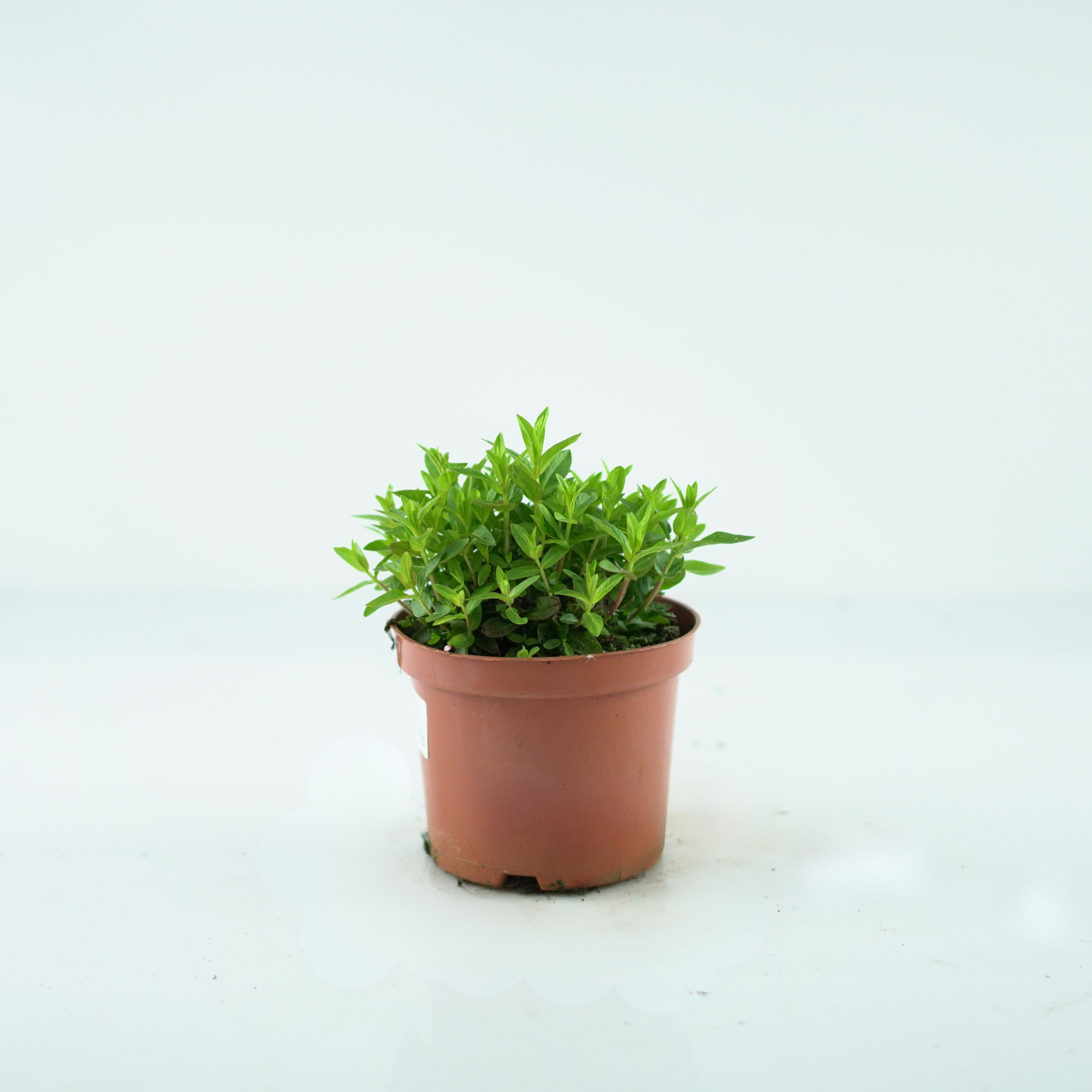 LYTHRUM SALICARIA 'ROBIN' Krwawnica