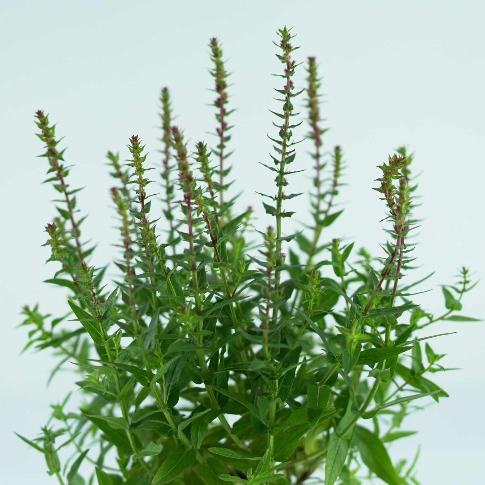 LYTHRUM SALICARIA 'ROBIN' Krwawnica