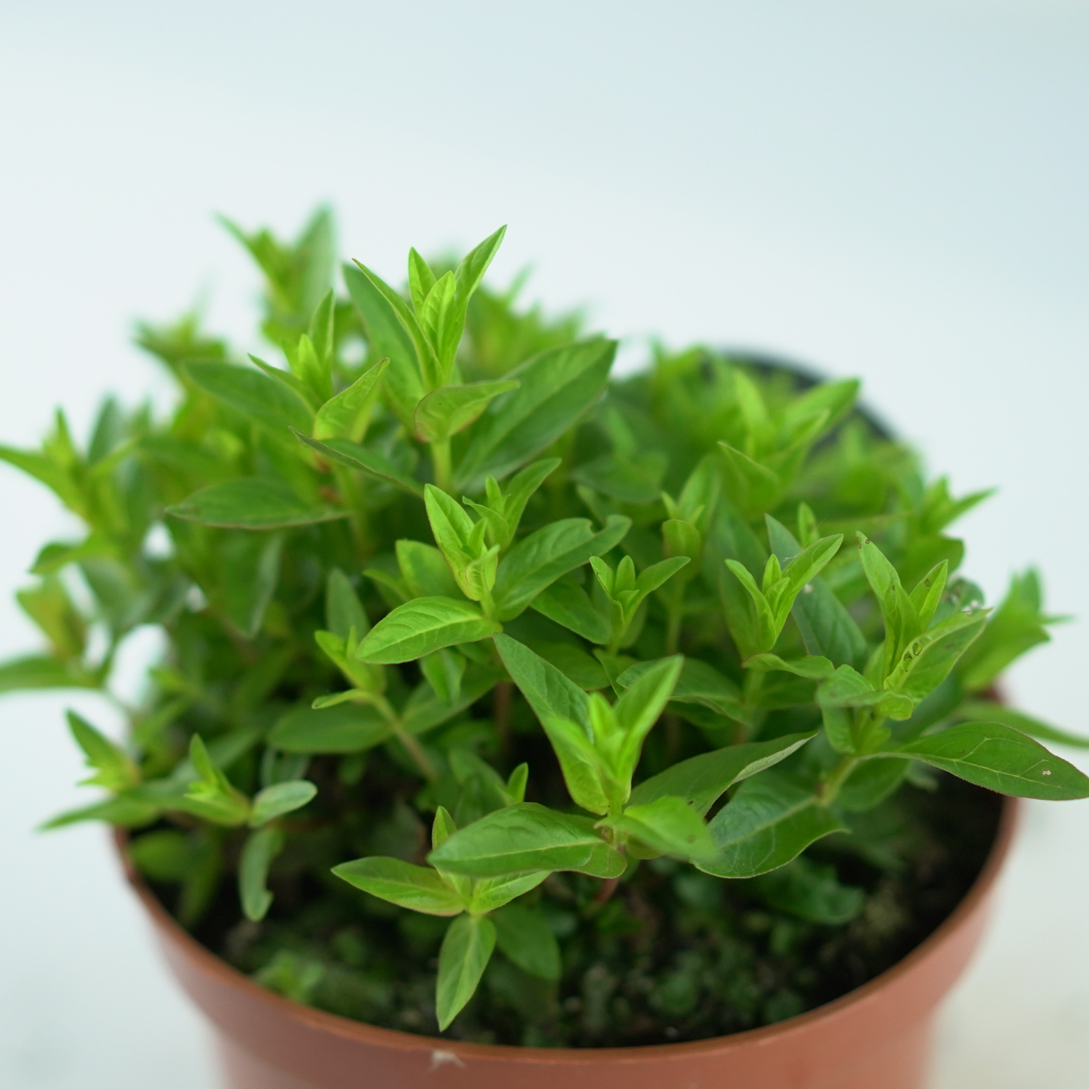 LYTHRUM SALICARIA 'ROBIN' Krwawnica