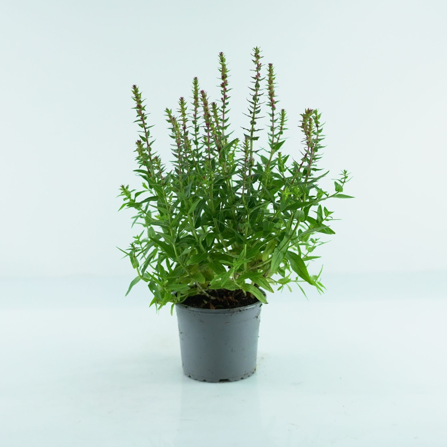 LYTHRUM SALICARIA 'ROBIN' Krwawnica