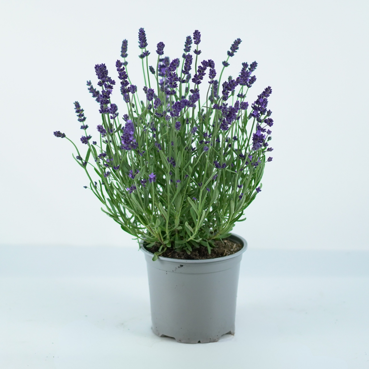 LAVANDULA ANGUSTIFOLIA Lawenda wąskolistna