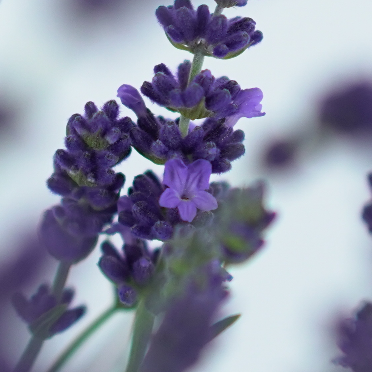 LAVANDULA ANGUSTIFOLIA Lawenda wąskolistna