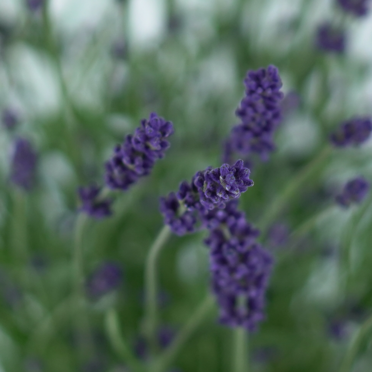 LAVANDULA ANGUSTIFOLIA Lawenda wąskolistna