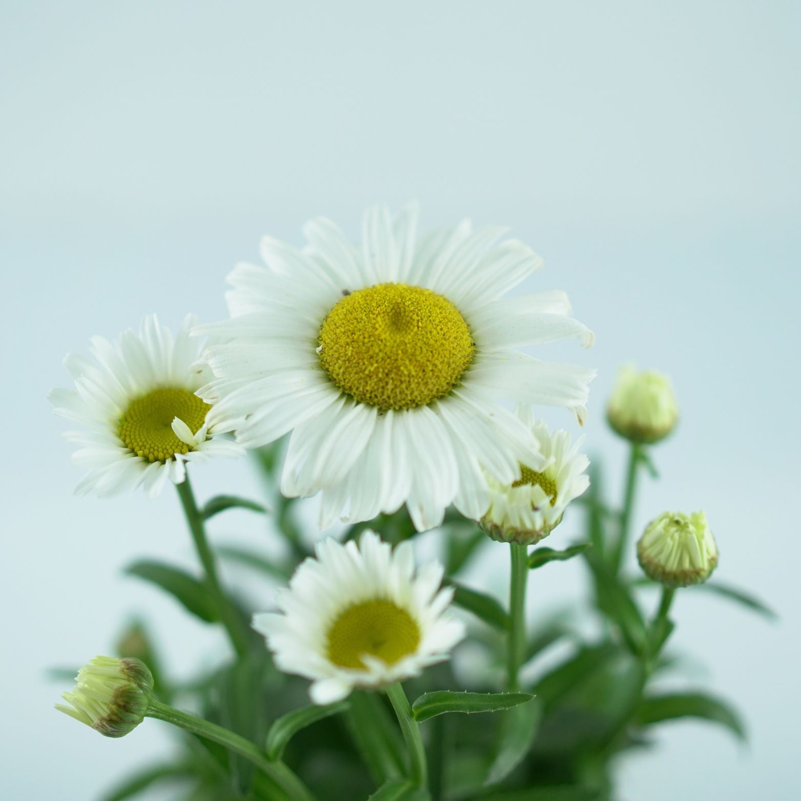 LEUCANTHEMUM SUPERBUM 'Snow Lady' Złocień