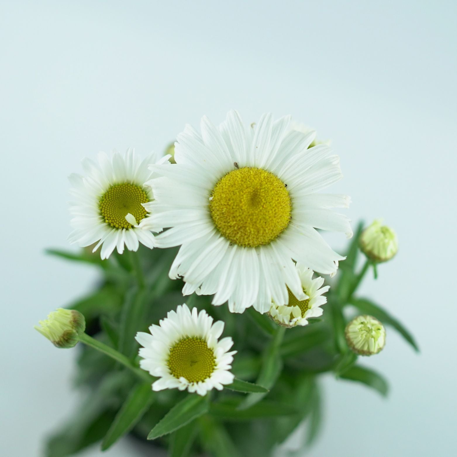 LEUCANTHEMUM SUPERBUM 'Snow Lady' Złocień
