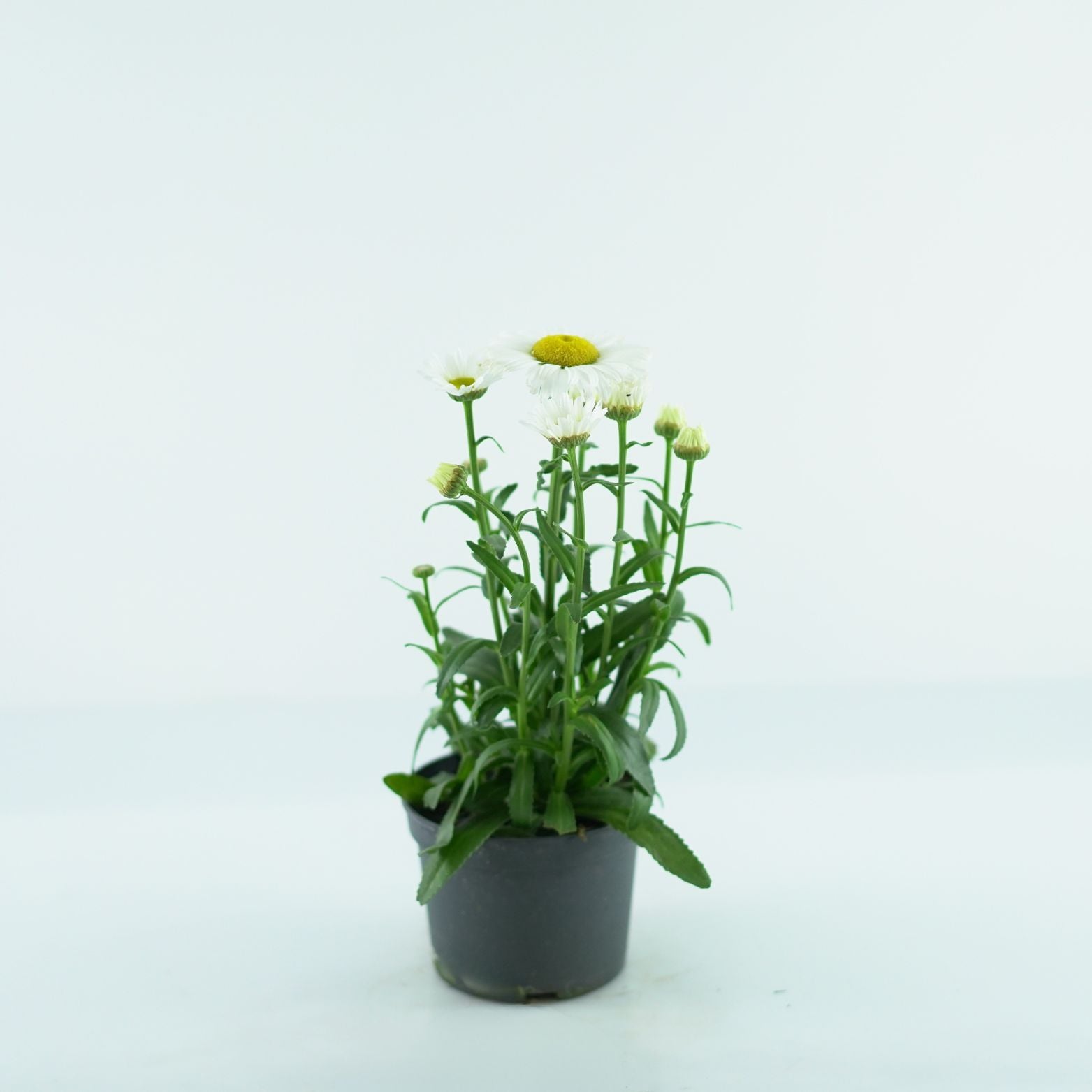LEUCANTHEMUM SUPERBUM 'Snow Lady' Złocień