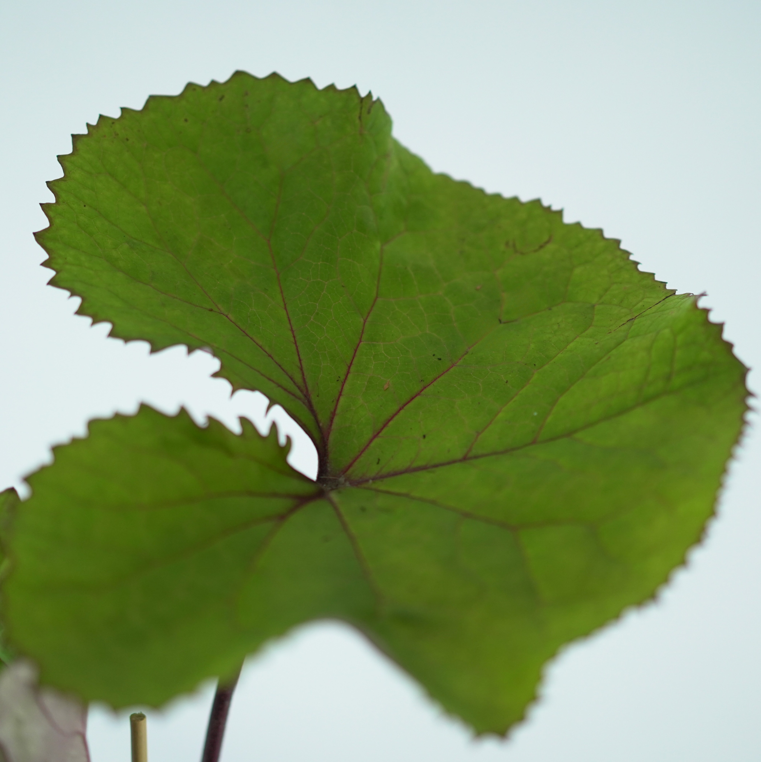 Ligularia dentata 'Othello' – języczka pomarańczowa