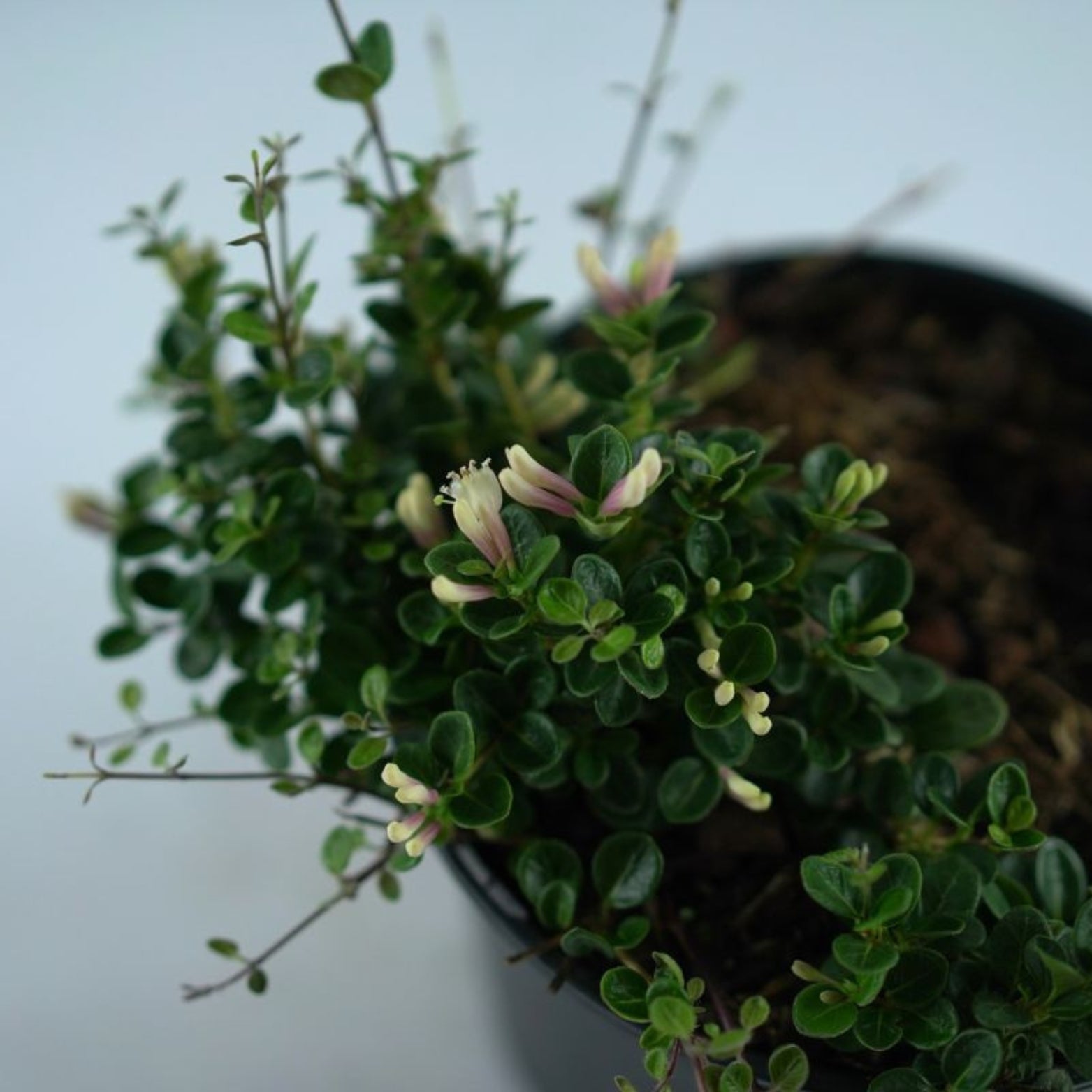 Lonicera Crassifolia 'Little Honey' Wiciokrzew płożący