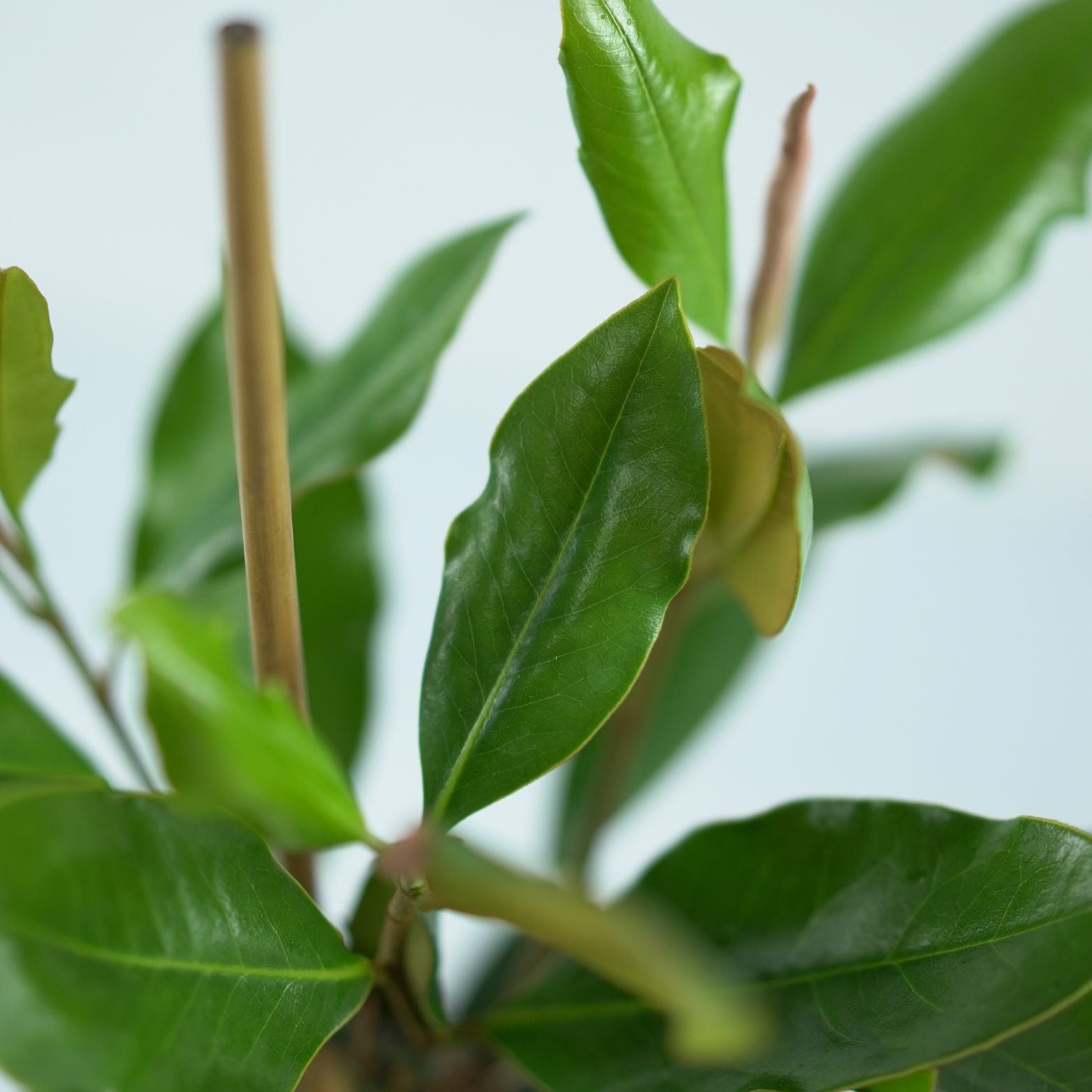 MAGNOLIA GRANDIFLORA 'Little Gem' Magnolia wielkokwiatowa