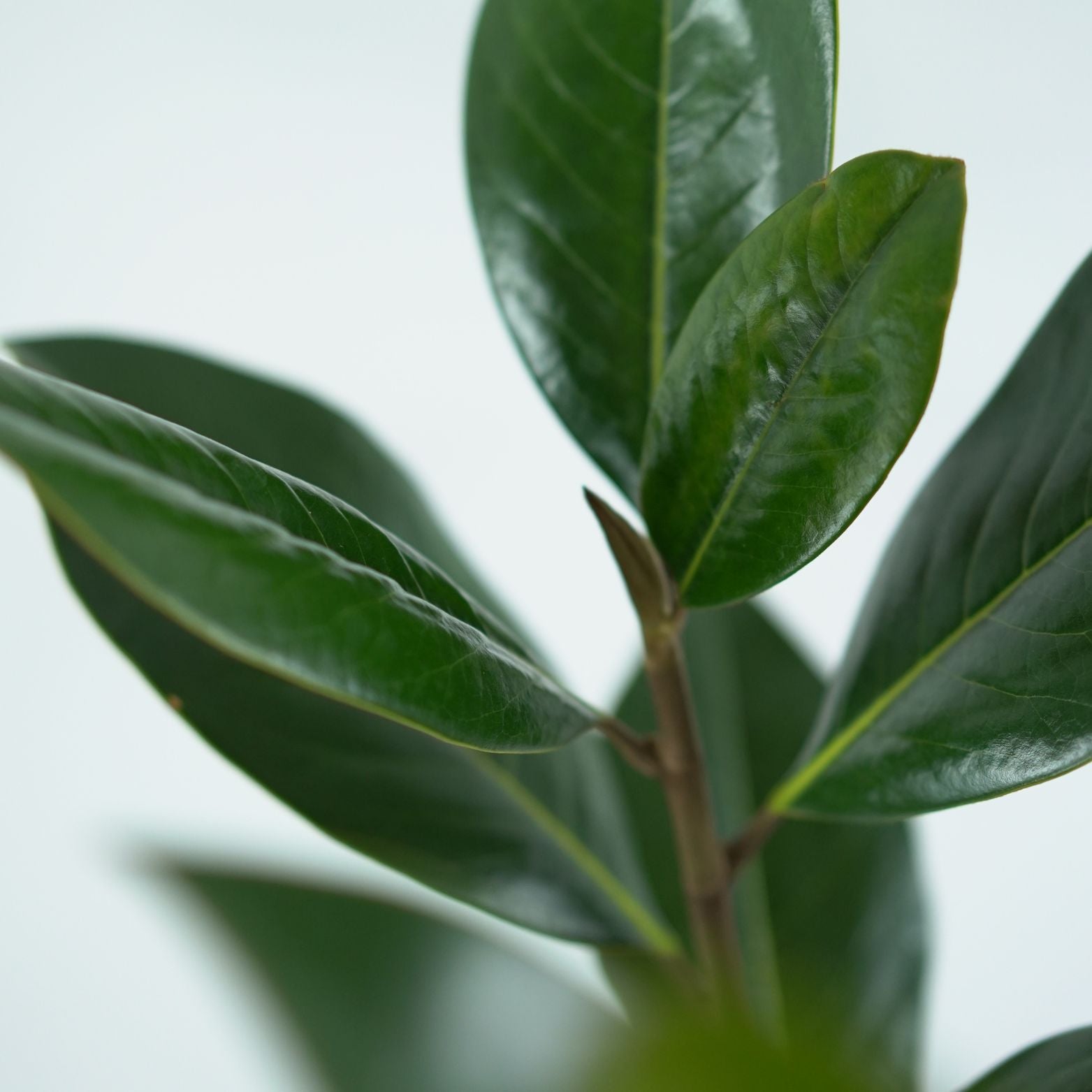 MAGNOLIA GRANDIFLORA XXL Magnolia wielkokwiatowa