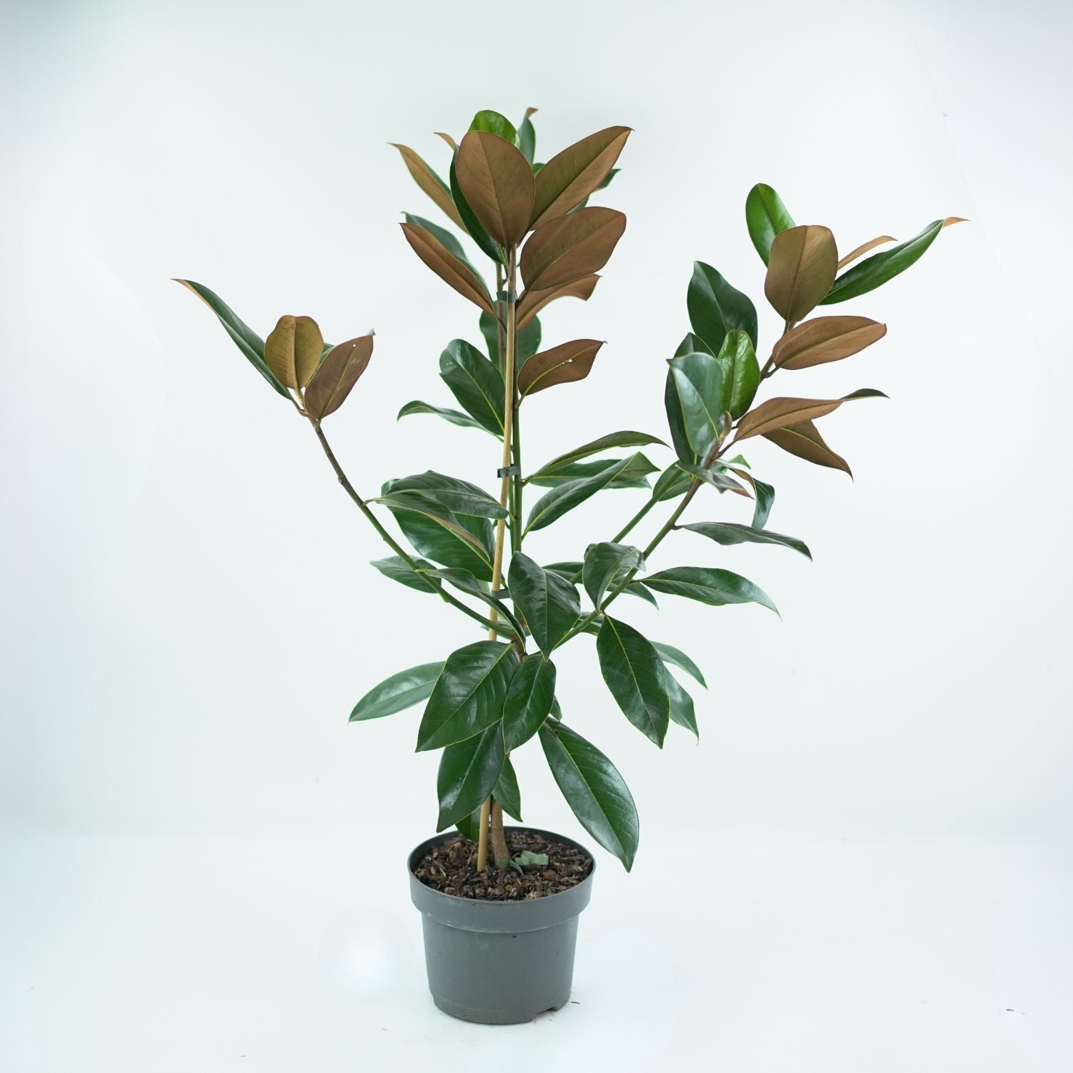MAGNOLIA GRANDIFLORA XXL Magnolia wielkokwiatowa