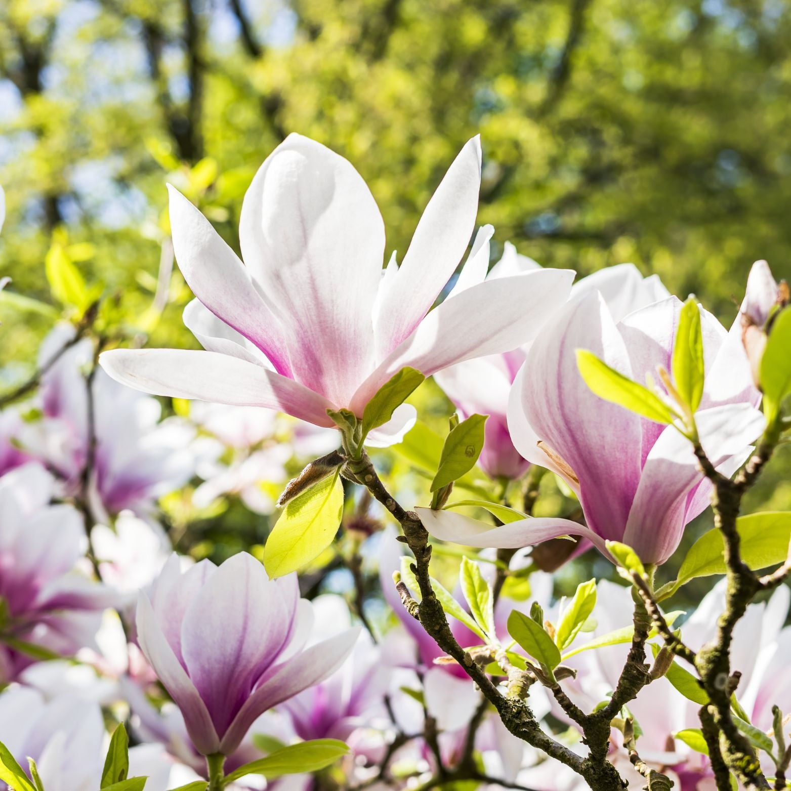 MAGNOLIA SOULANGEANA Magnolia pośrednia