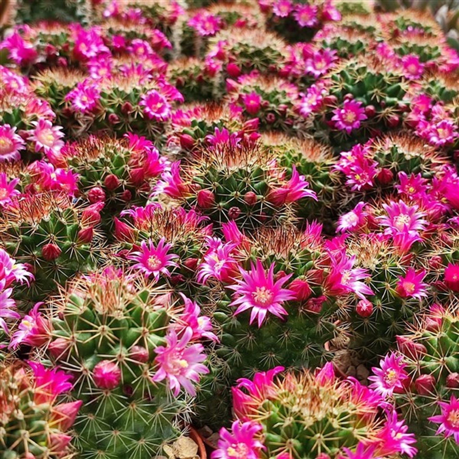 MAMMILLARIA Kaktus